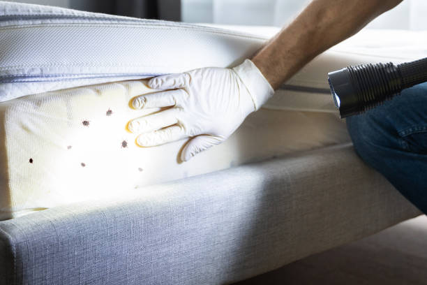 Best Insect Control  in Arlington, NY